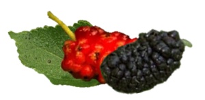 Mulberries nutritional information